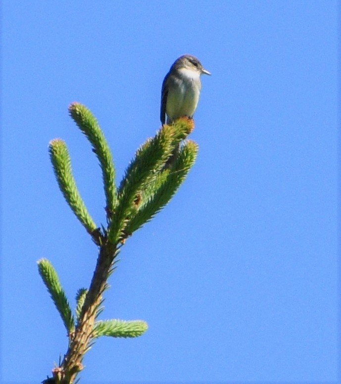 Willow Flycatcher - ML245316461