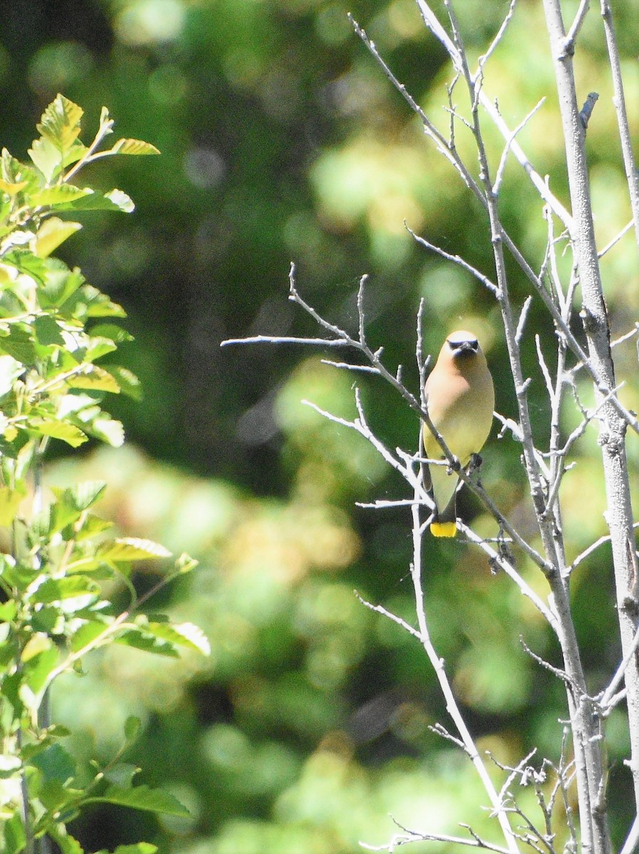 Cedar Waxwing - ML245316711