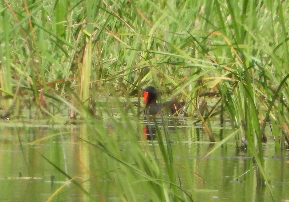 Common Gallinule - Bonnie Heinecke