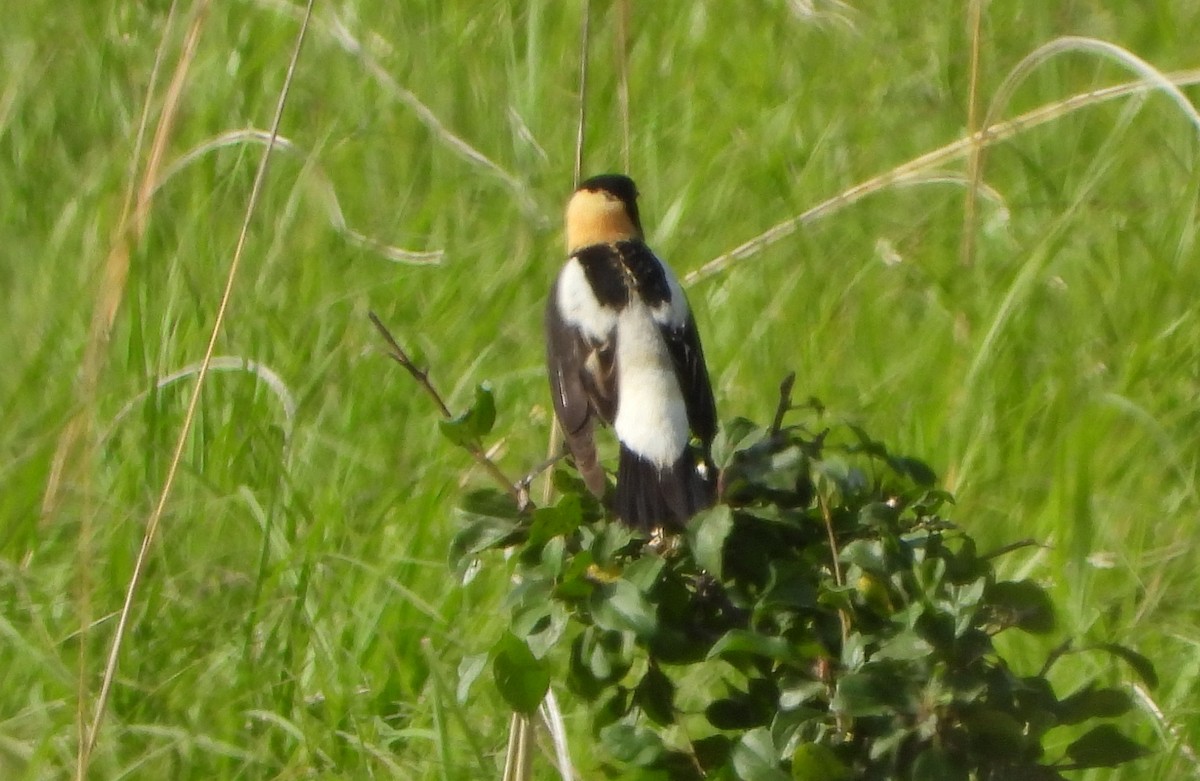 Bobolink - Bonnie Heinecke