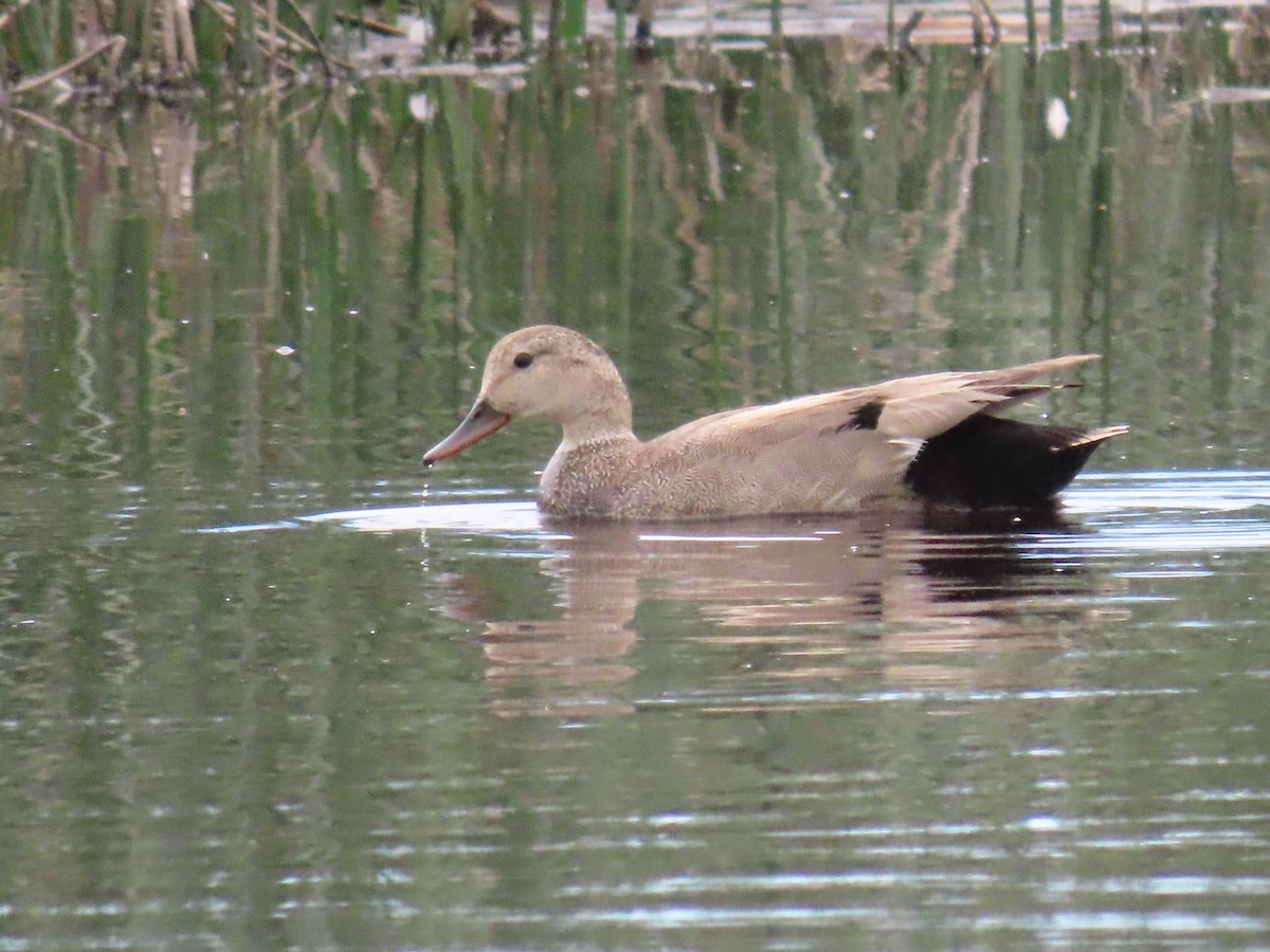 Gadwall - Leonard White