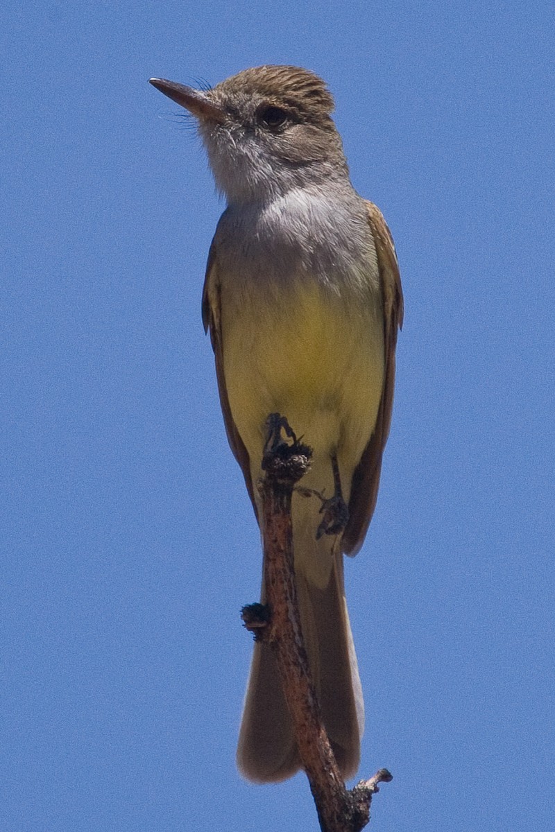 Dusky-capped Flycatcher - ML245322231