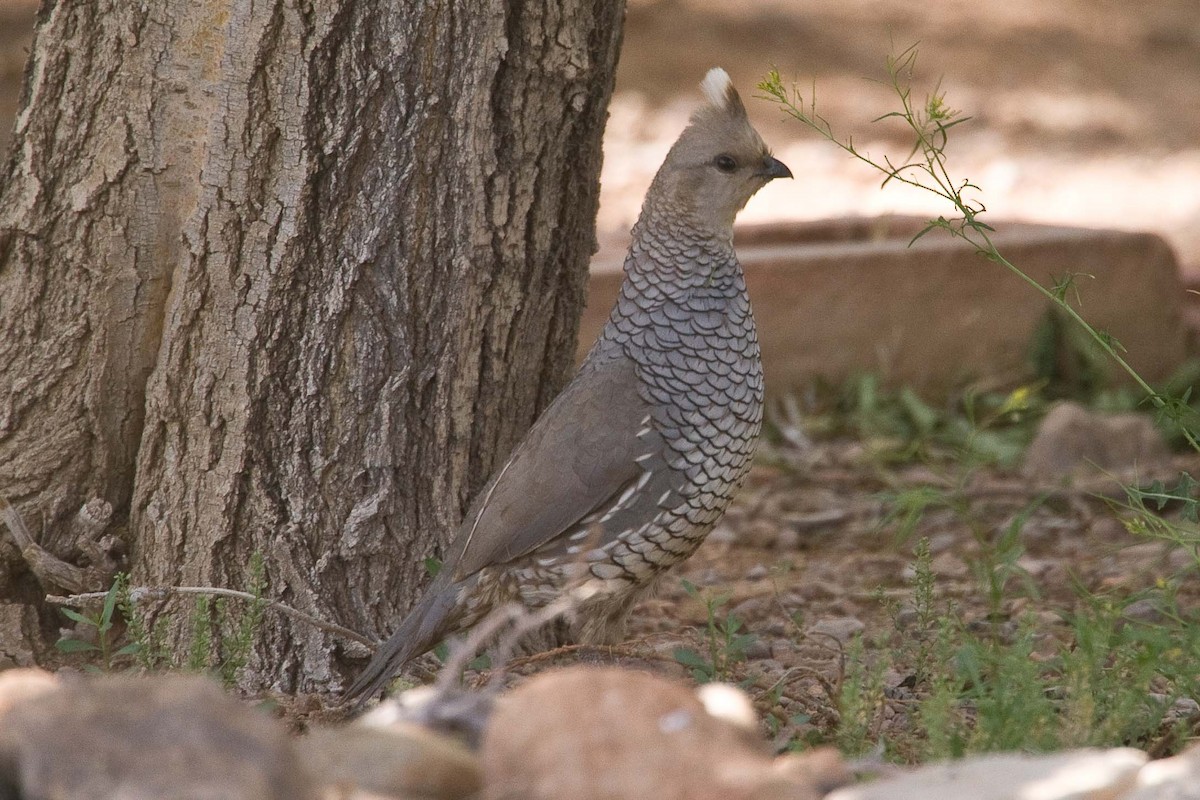 Scaled Quail - ML245323251