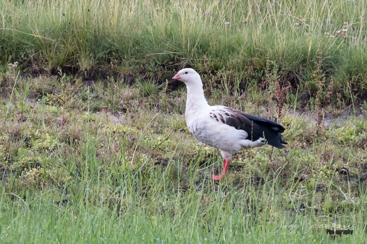 Andean Goose - ML245324491