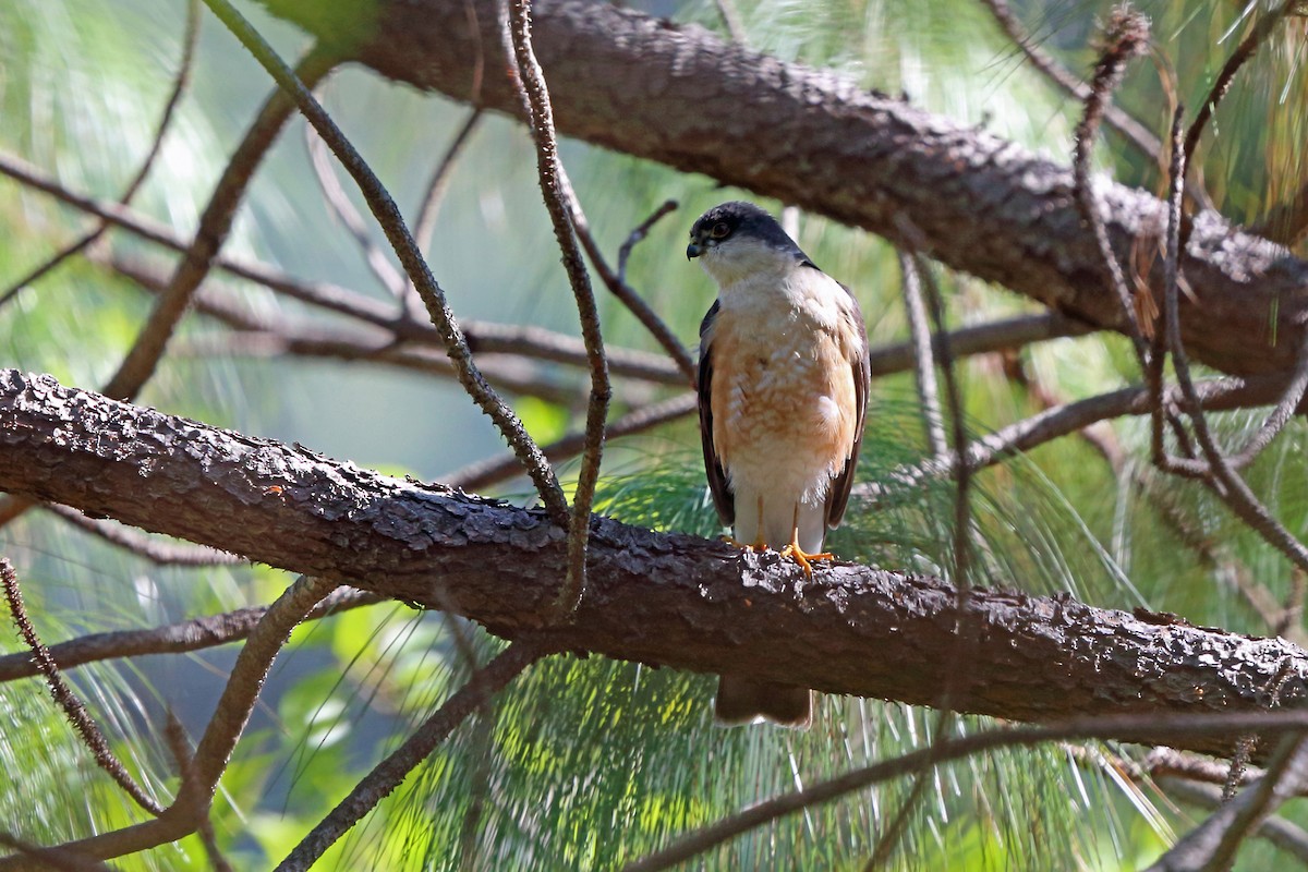 Sharp-shinned Hawk (Madrean) - Nigel Voaden