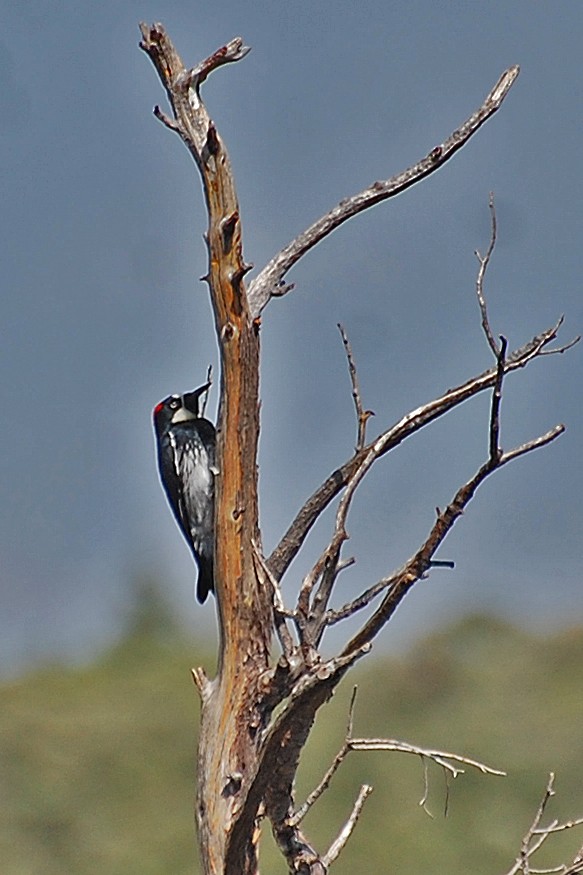 Acorn Woodpecker - ML245325821