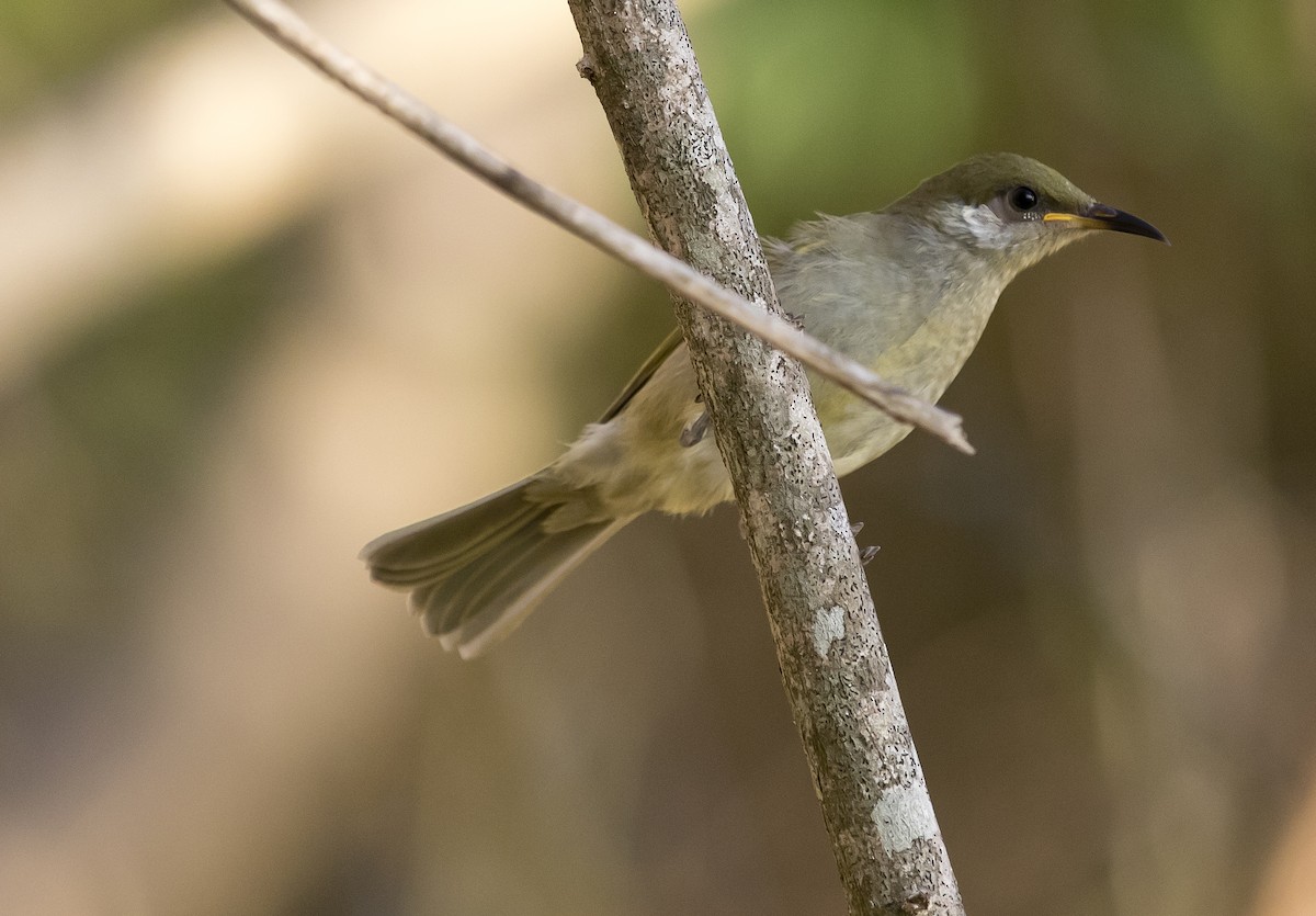 Olive Honeyeater - ML24532911