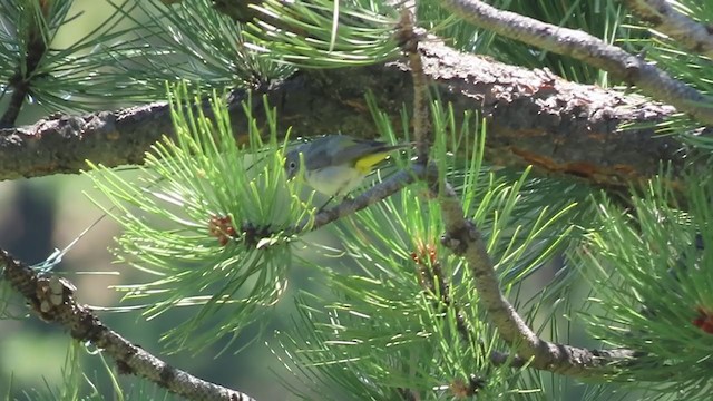 Virginia's Warbler - ML245331301