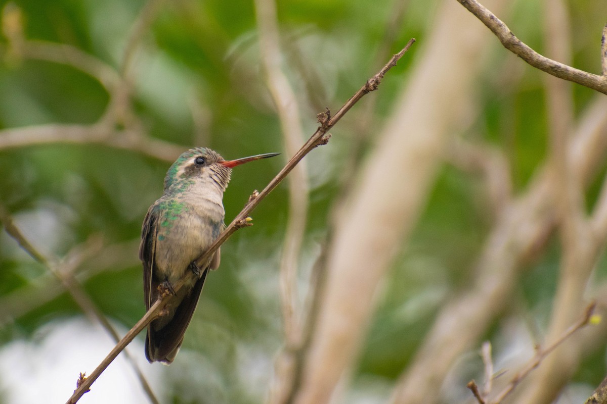 Glittering-bellied Emerald - Leandro Bareiro Guiñazú