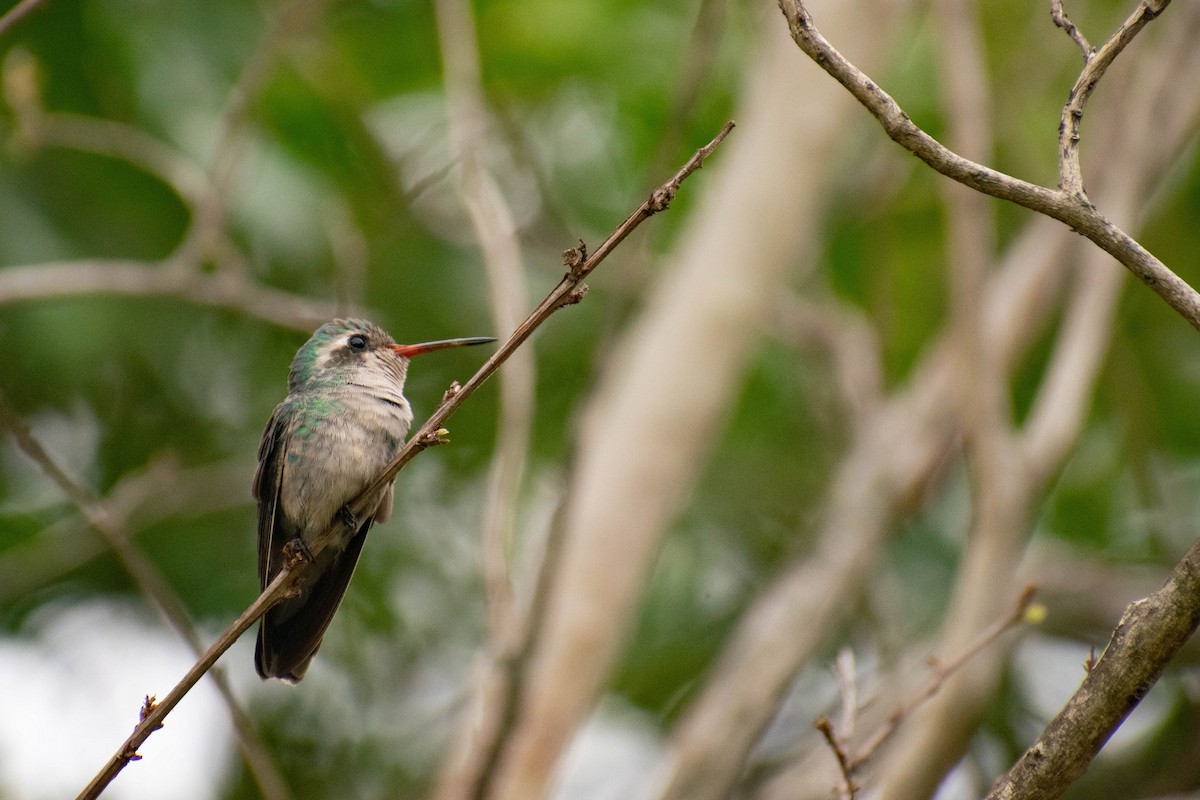 Glittering-bellied Emerald - ML245335721