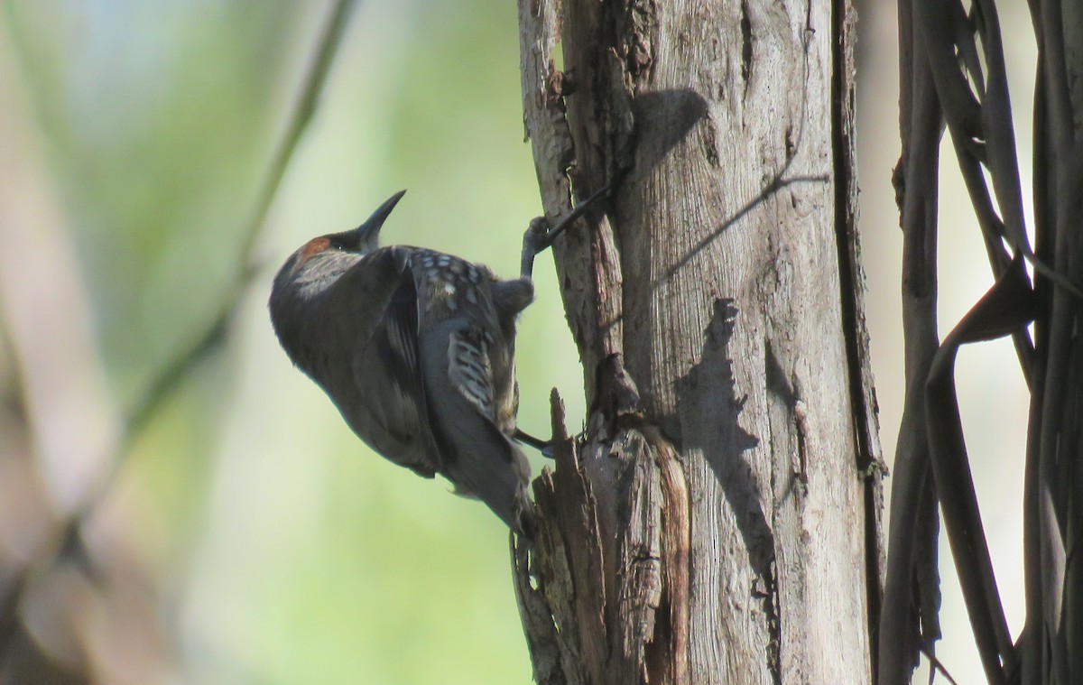 Red-browed Treecreeper - ML245335751