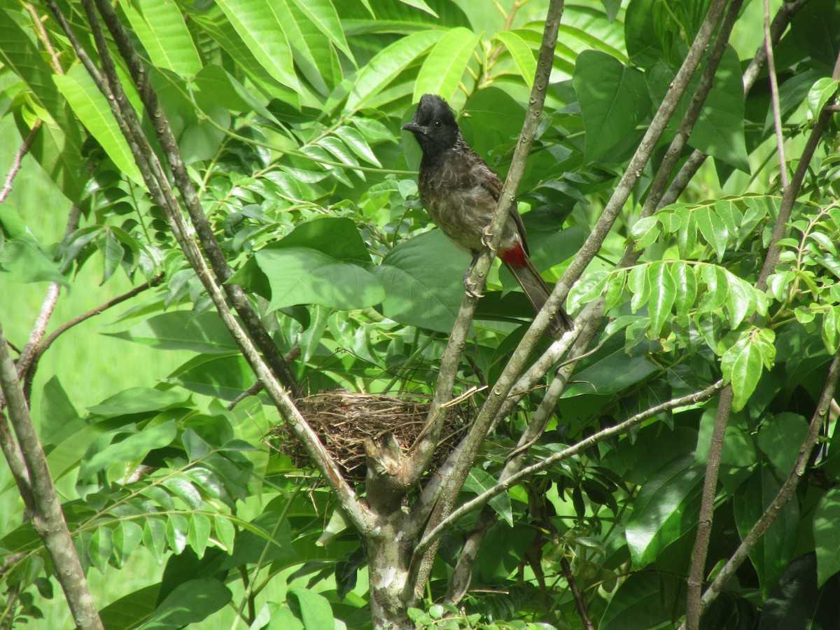Red-vented Bulbul - ML245336061