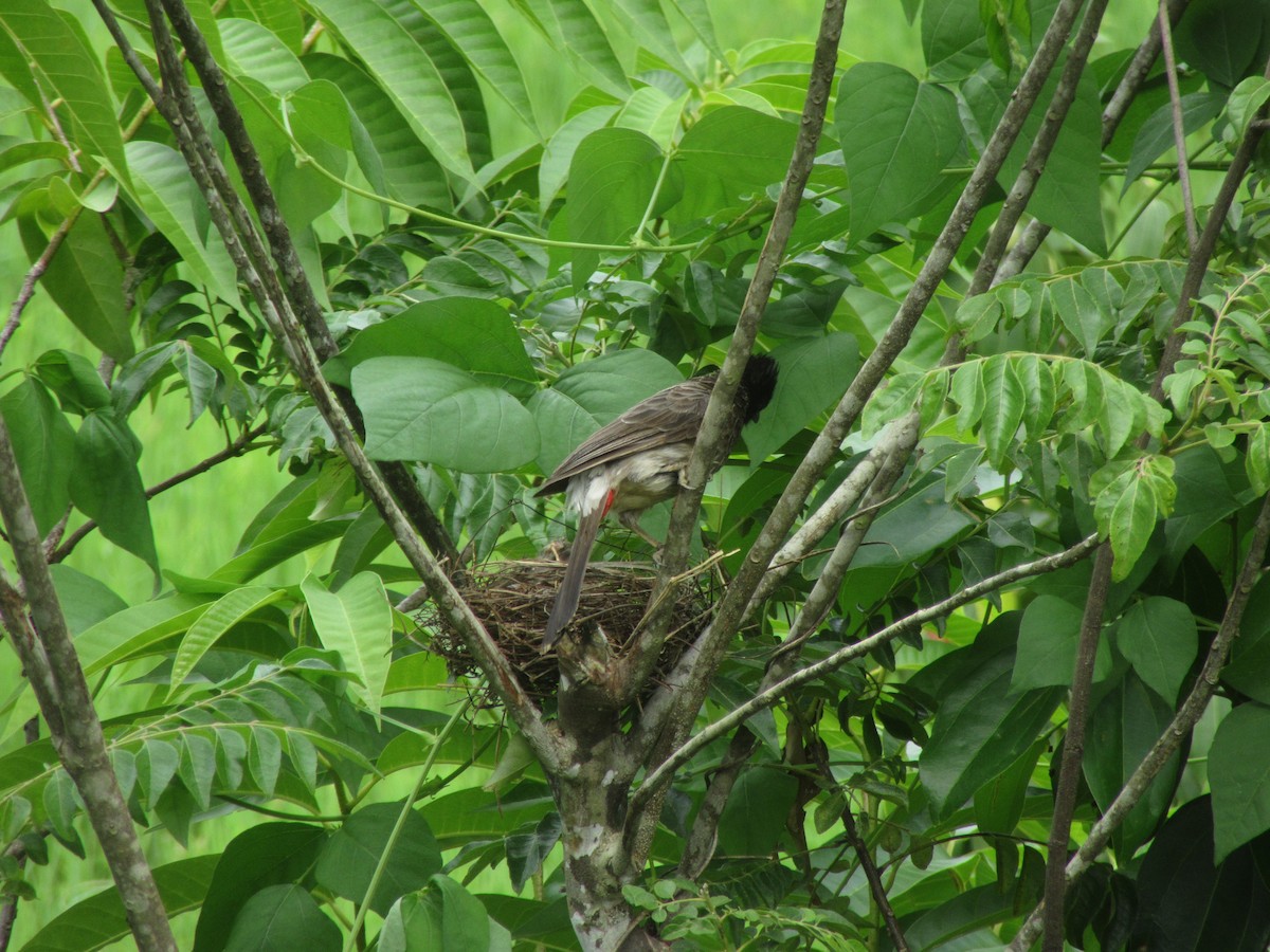 Red-vented Bulbul - ML245336091