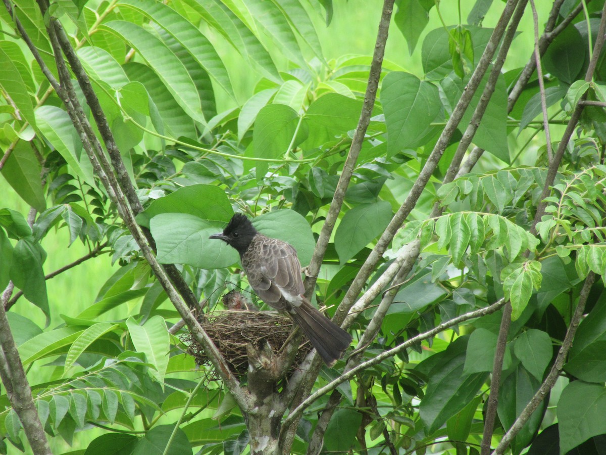 Red-vented Bulbul - ML245336101