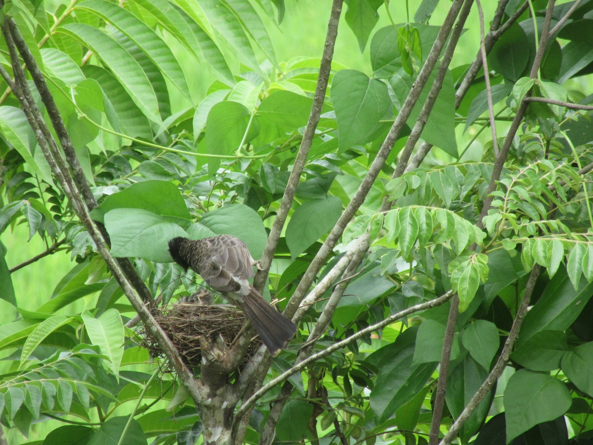 Red-vented Bulbul - ML245336131