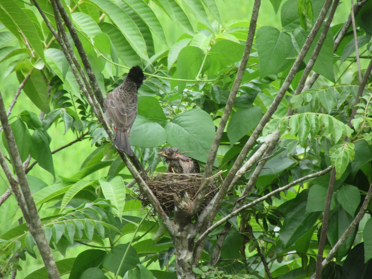Red-vented Bulbul - ML245336141