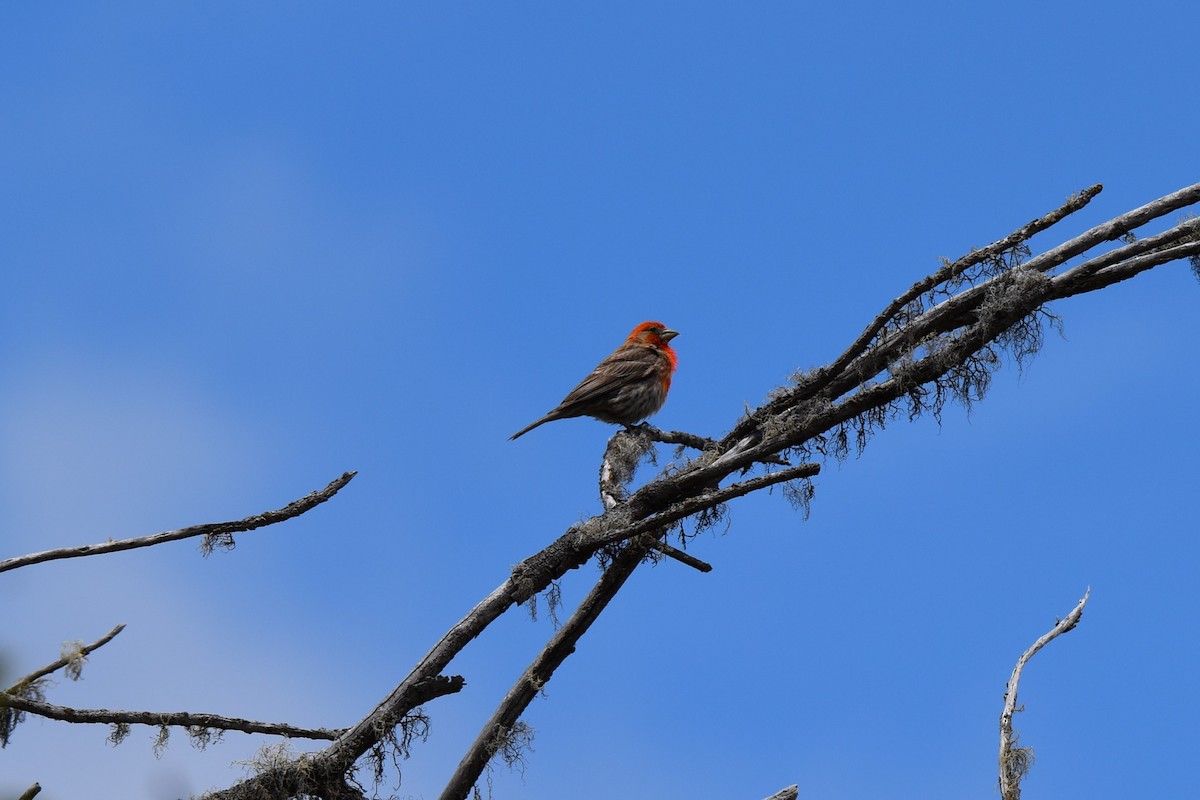 House Finch - ML245337281