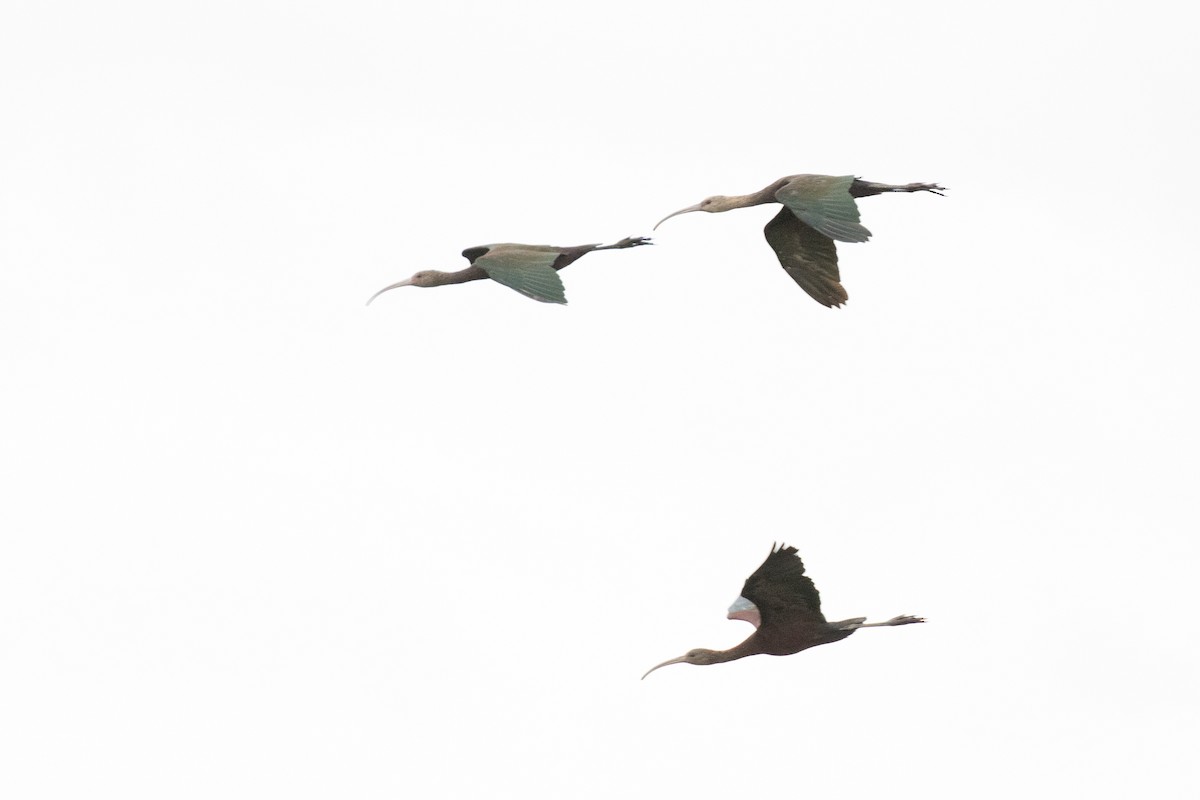 White-faced Ibis - ML245338151