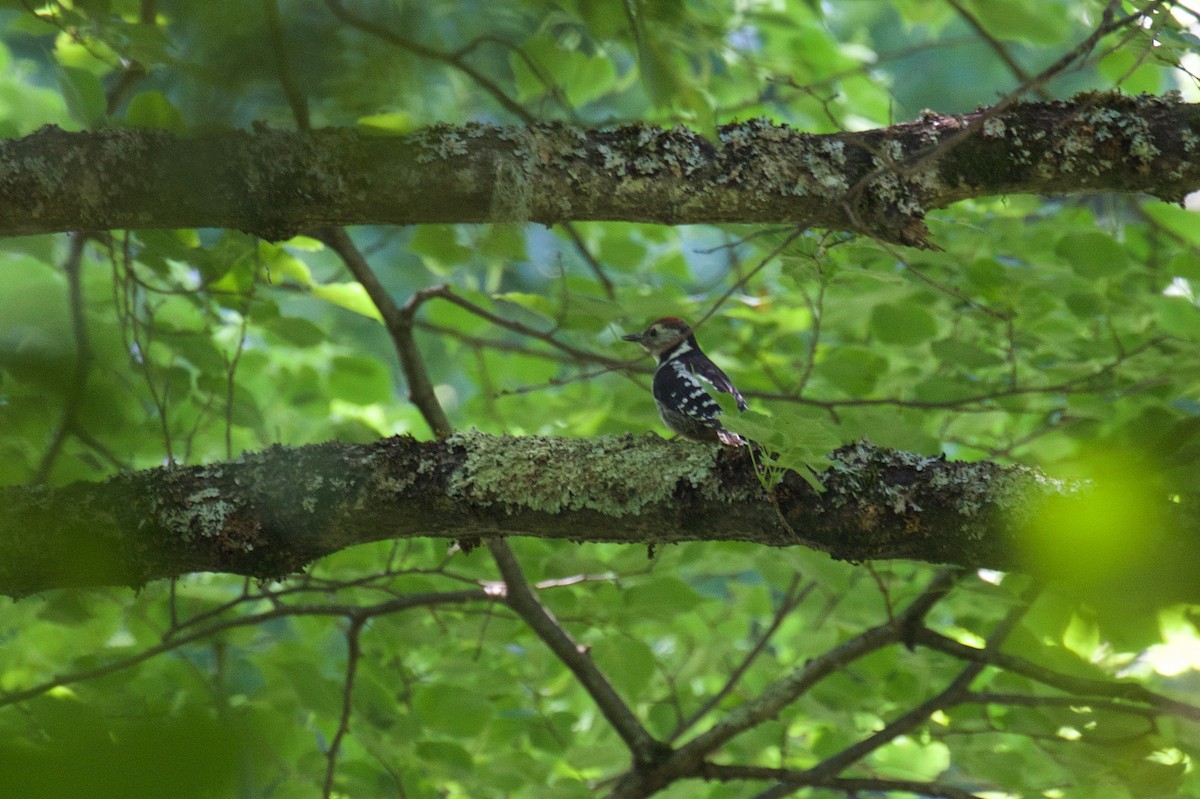 Middle Spotted Woodpecker - ML245338331