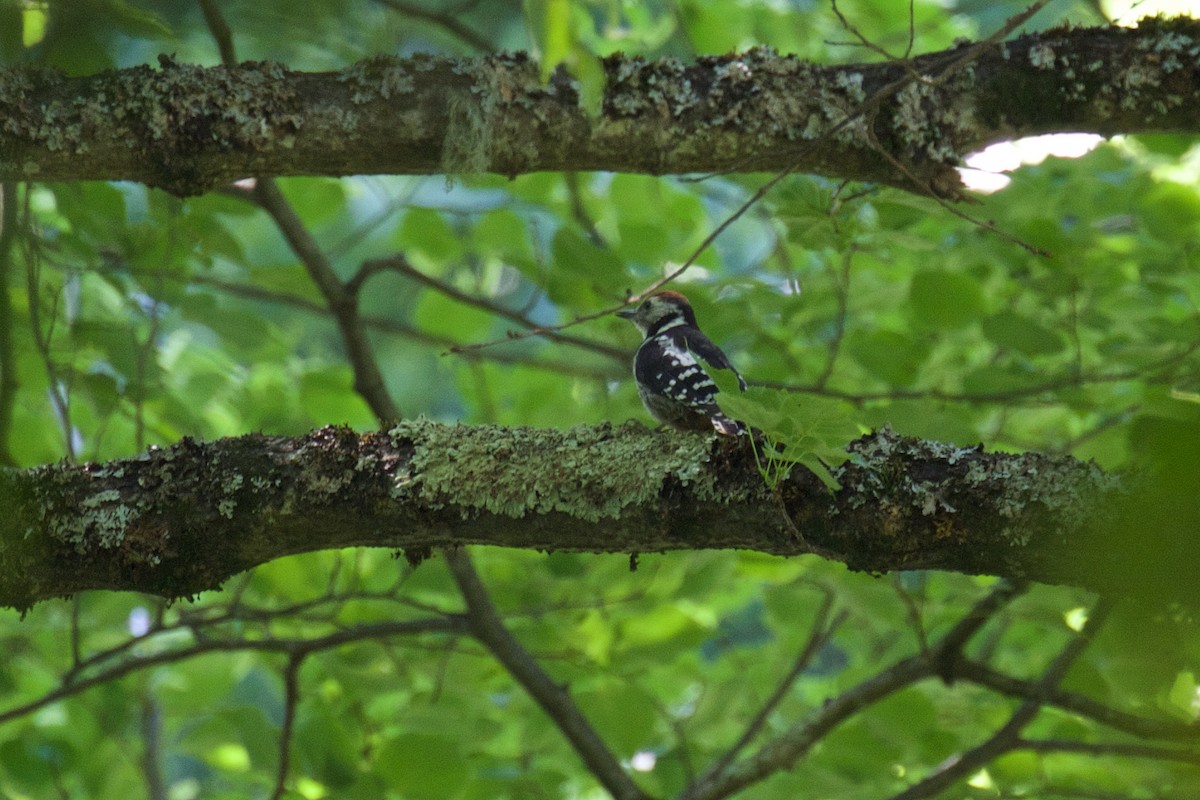 Middle Spotted Woodpecker - ML245338571