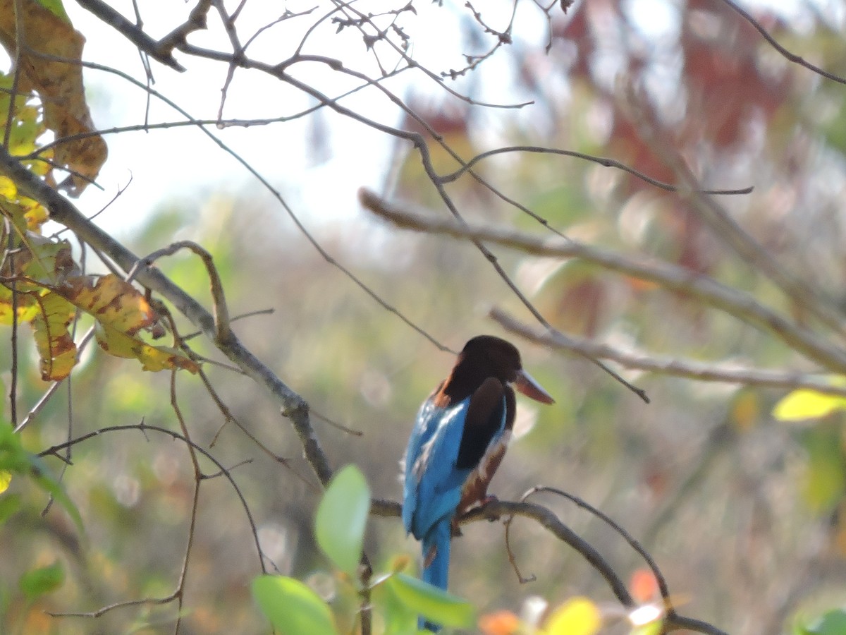 White-throated Kingfisher - Shardul Joshi