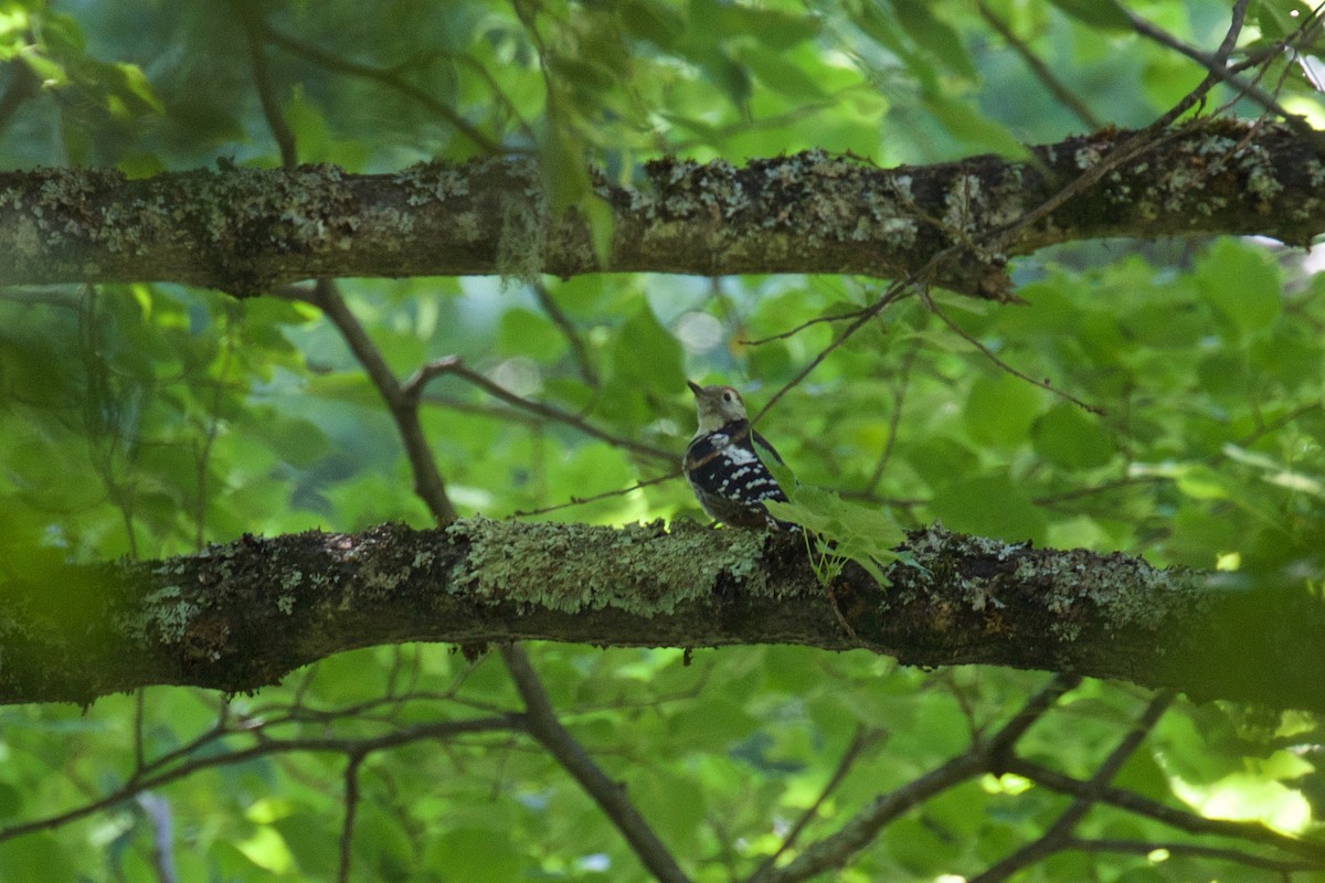 Middle Spotted Woodpecker - ML245338601
