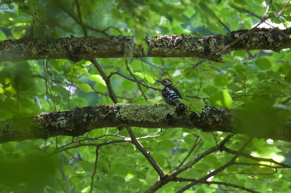 Middle Spotted Woodpecker - Marc Gálvez
