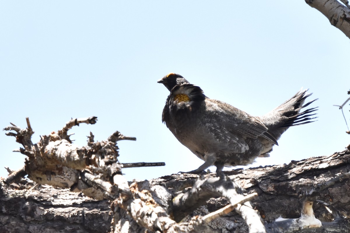 Sooty Grouse - Max Laubstein