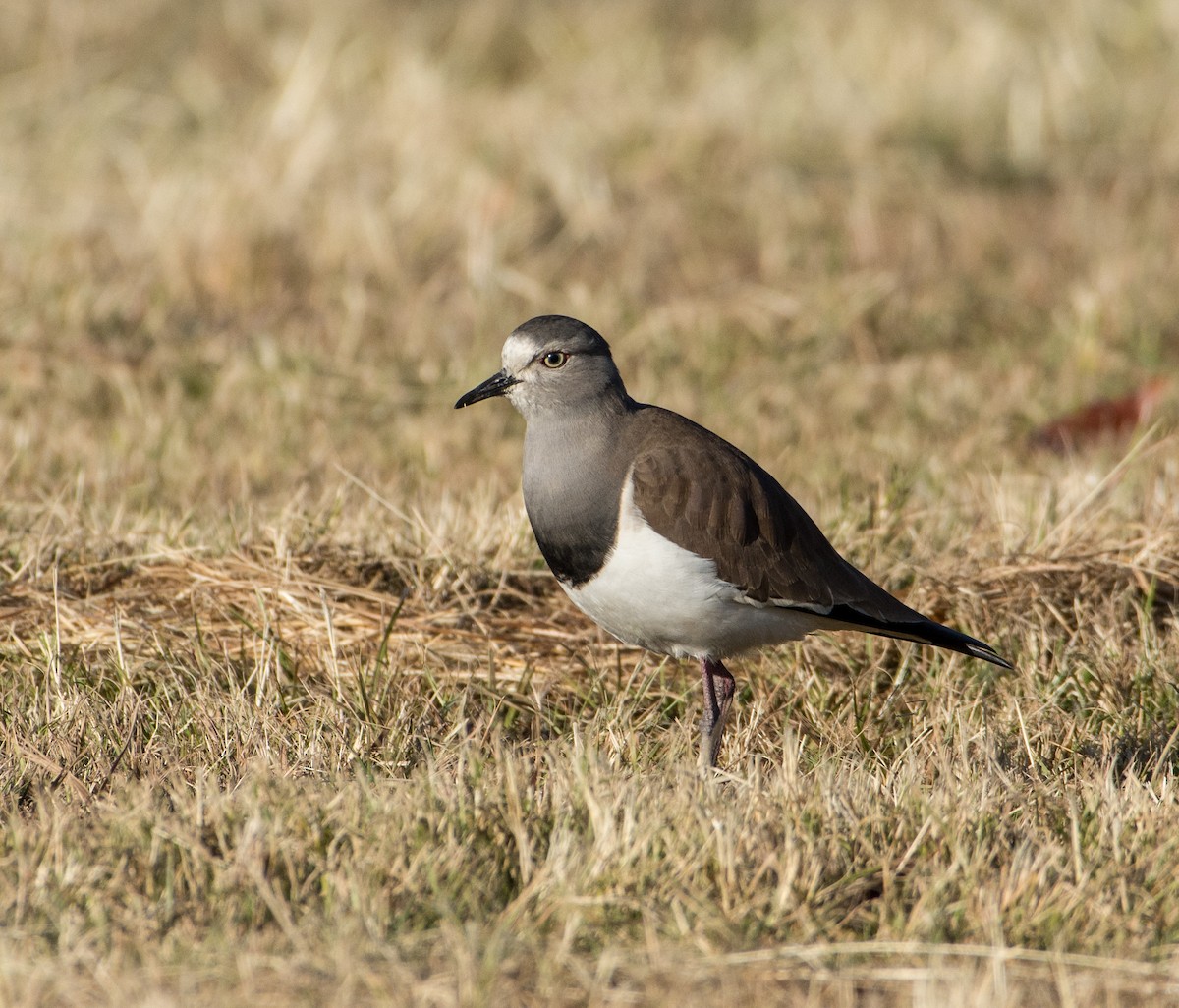 Black-winged Lapwing - ML245339971