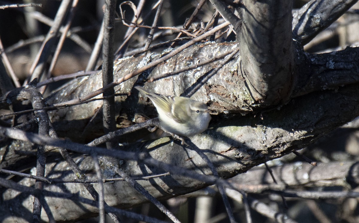 Hume's Warbler - ML245340251