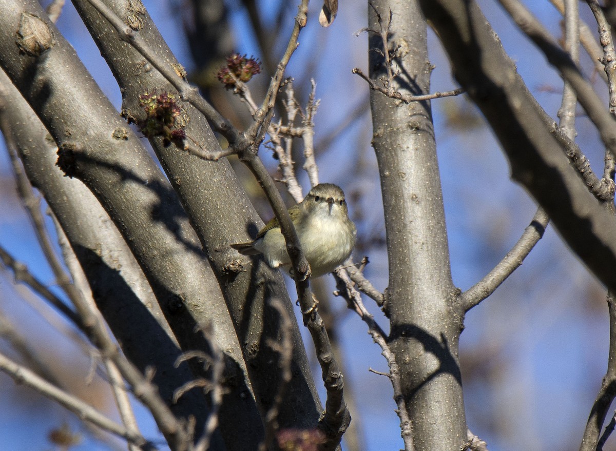 Hume's Warbler - ML245340261