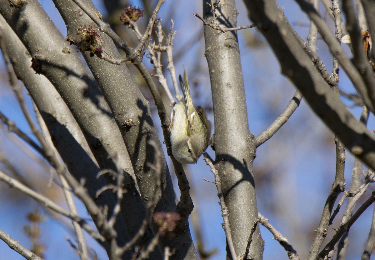 Hume's Warbler - ML245340271