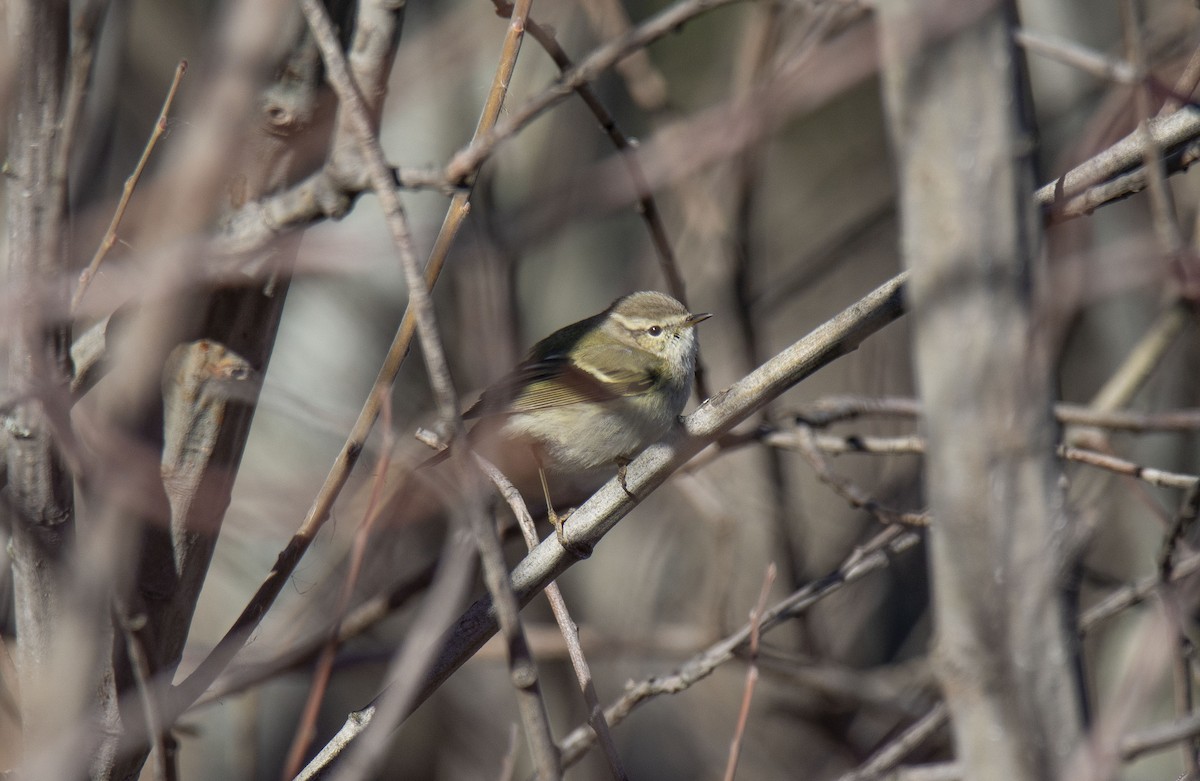 Hume's Warbler - ML245340281