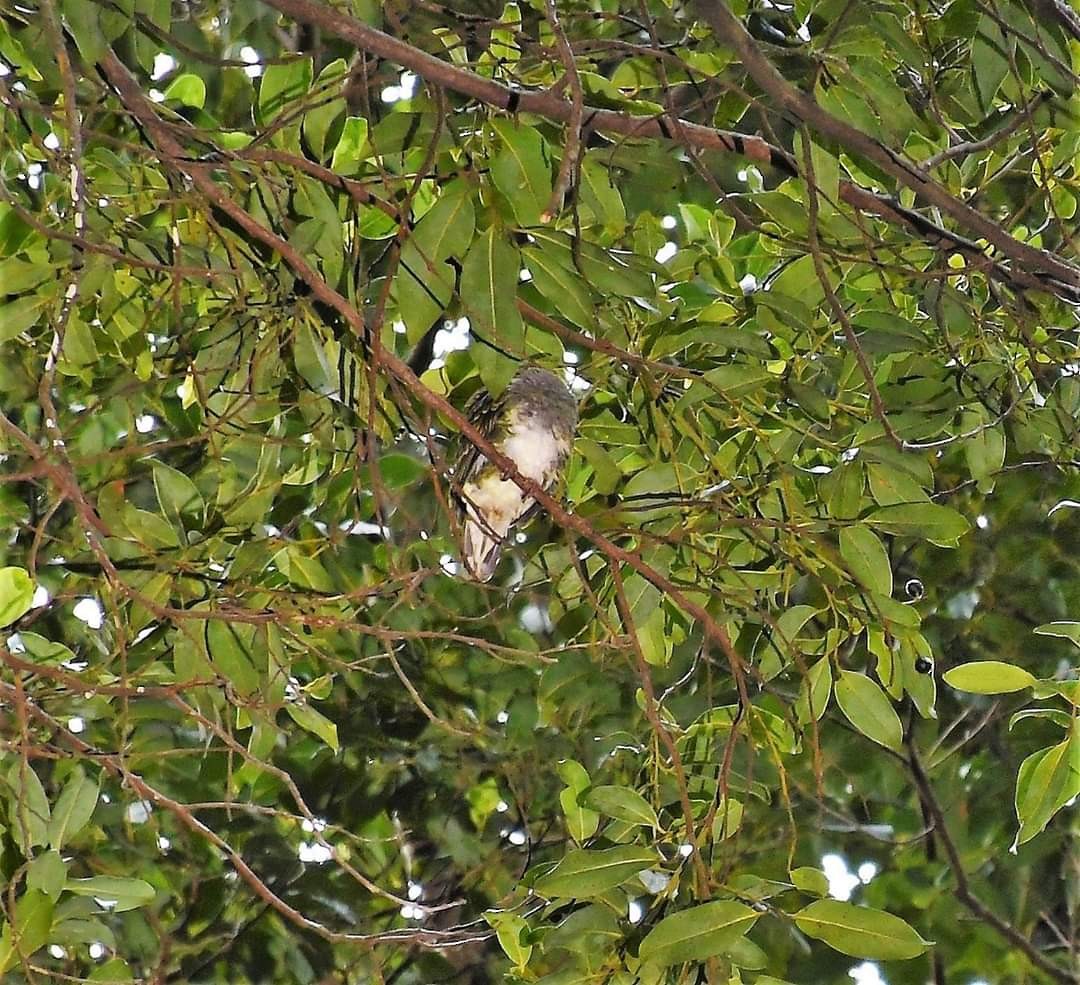 Superb Fruit-Dove - ML245340381