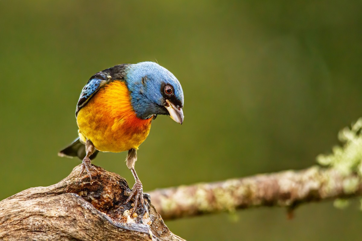 Blue-and-yellow Tanager - ML245341471
