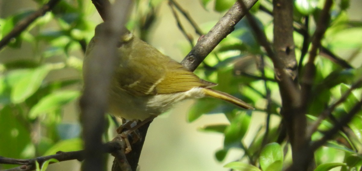 Blyth's Leaf Warbler - ML245341621