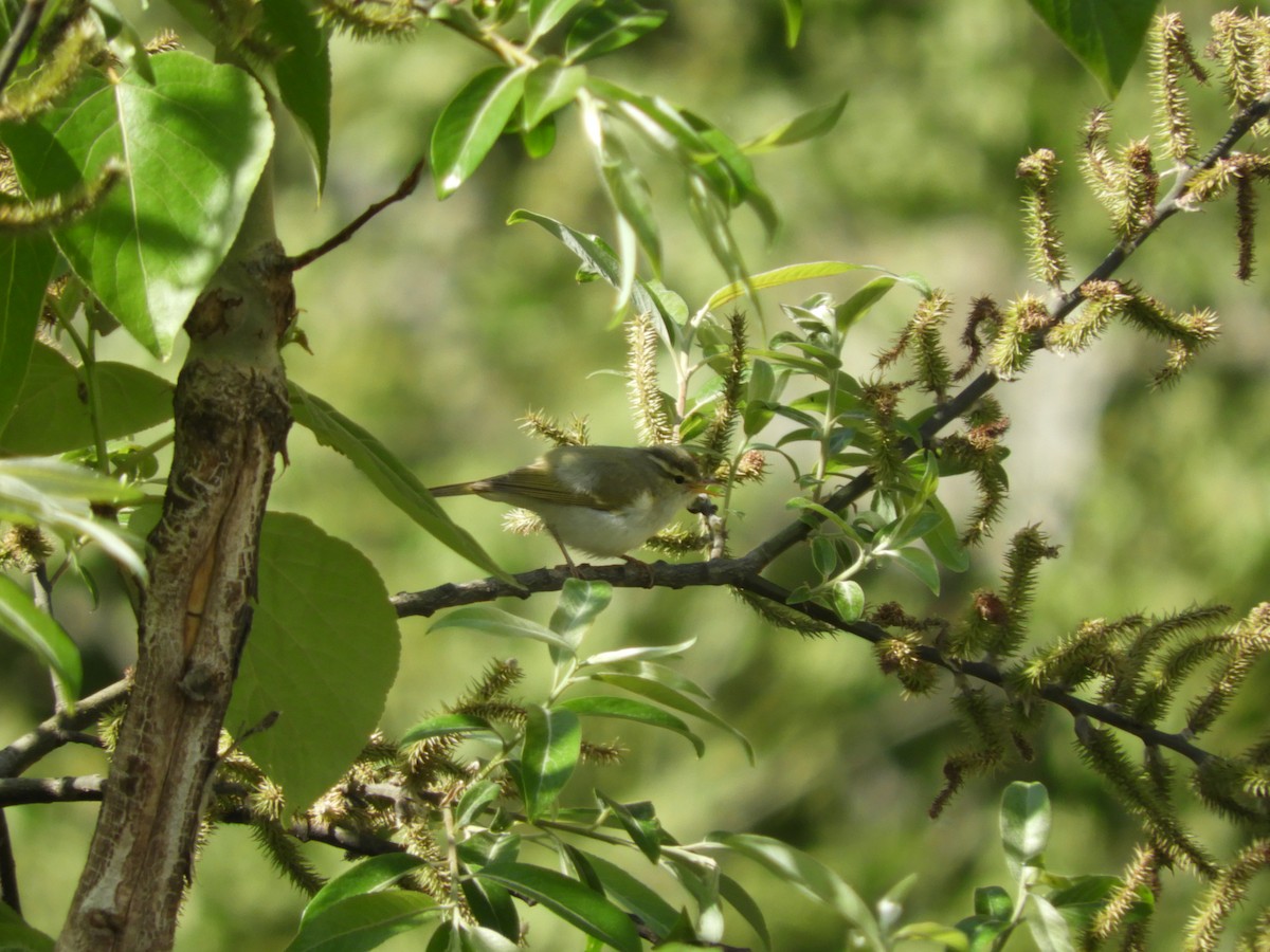 Western Crowned Warbler - ML245341711