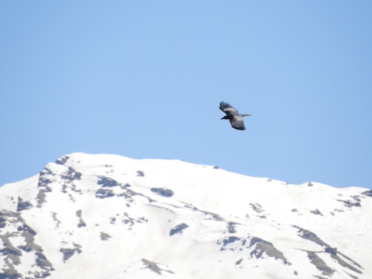 Large-billed Crow (Large-billed) - ML245341781