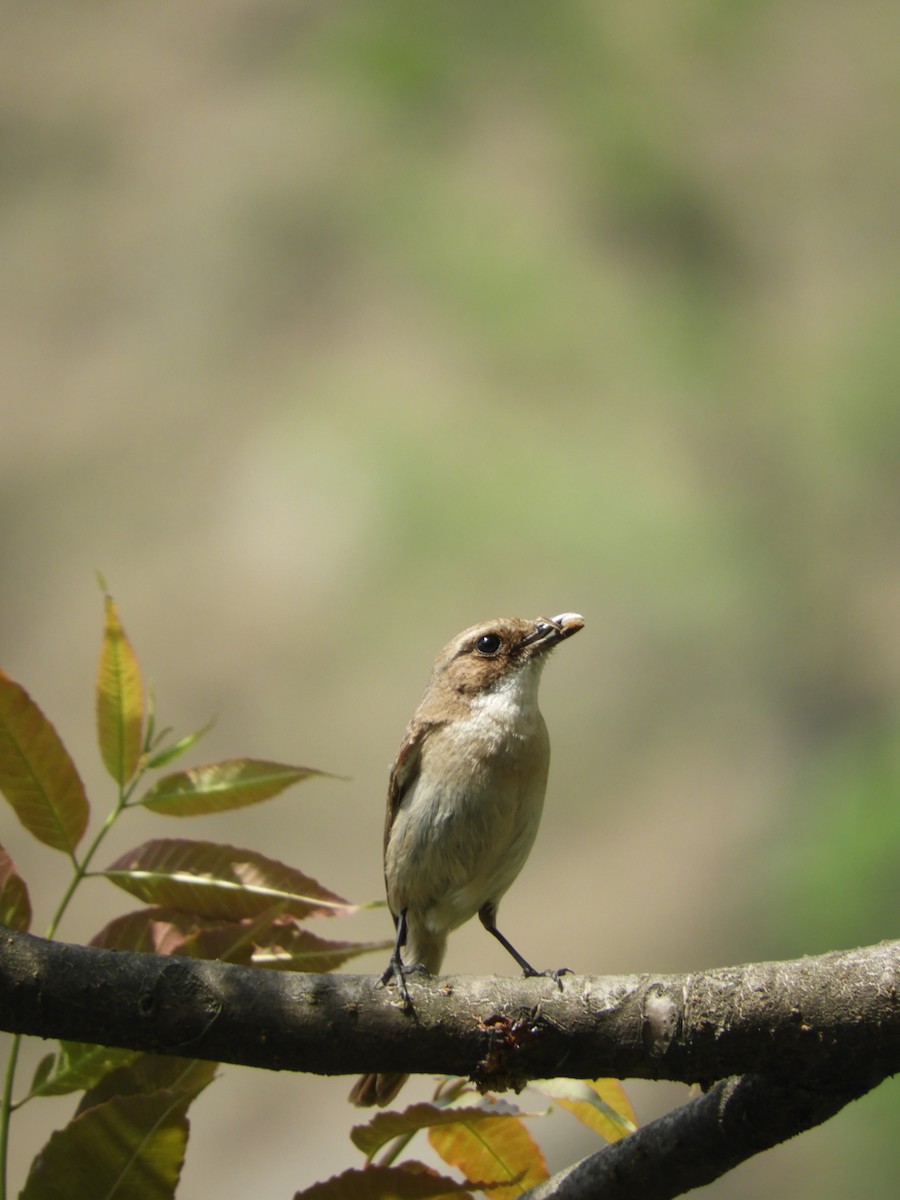 Gray Bushchat - Hemanya Radadia