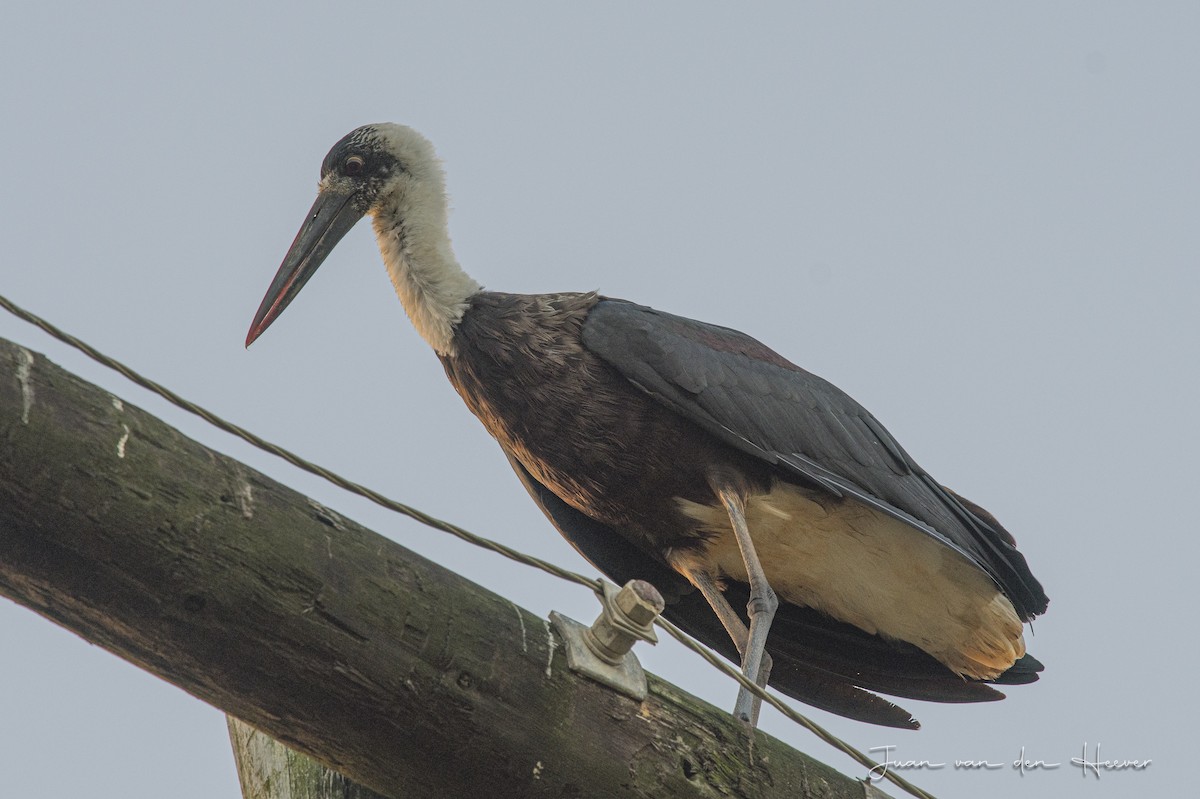 African Woolly-necked Stork - ML245343121