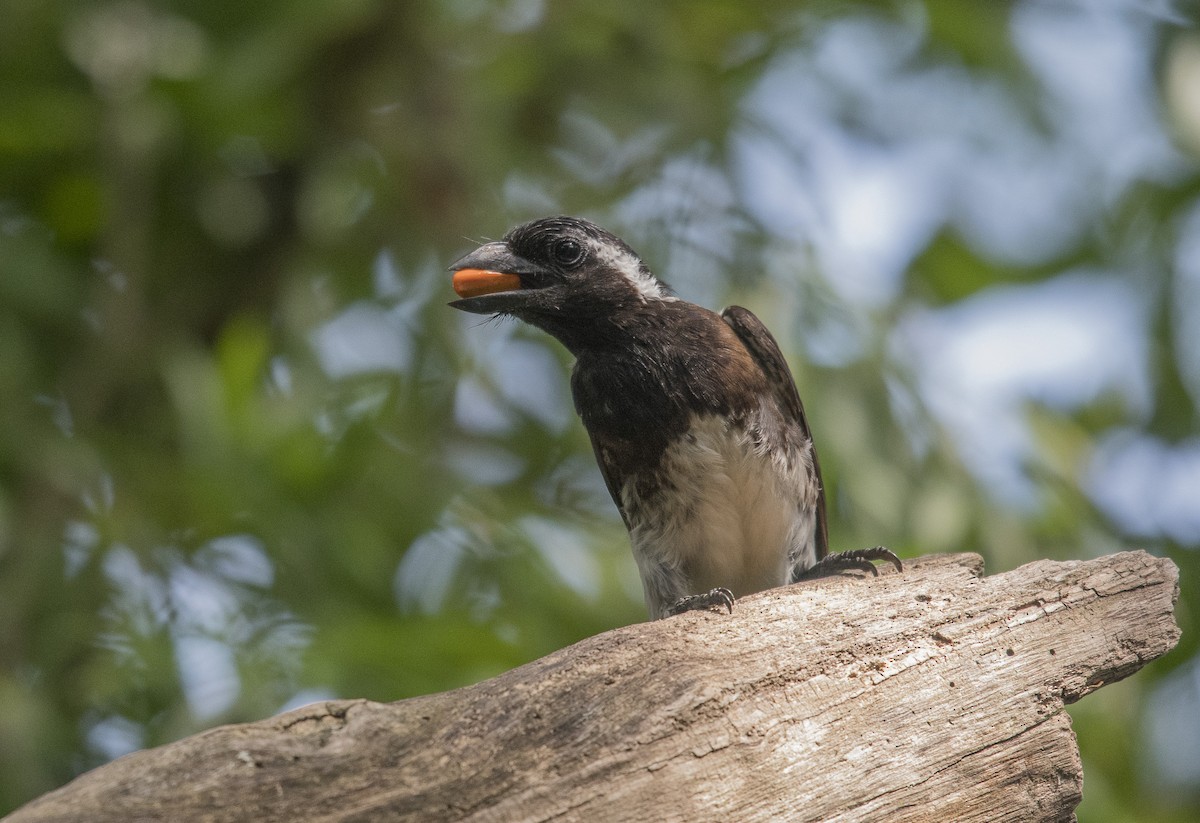 White-eared Barbet - ML245343161