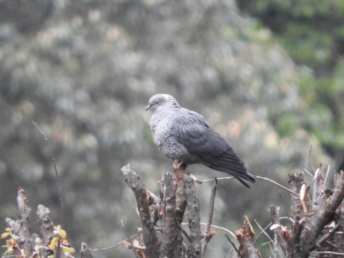 Speckled Wood-Pigeon - ML245343171