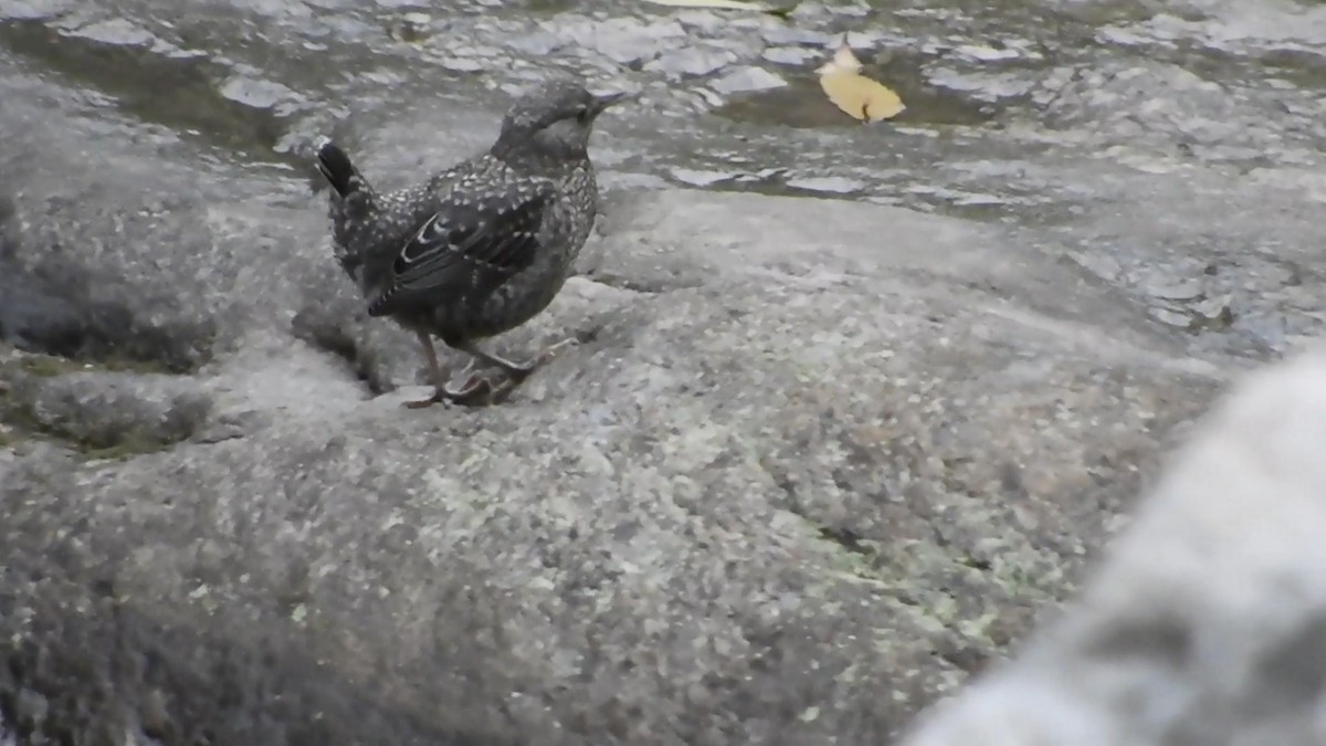 Brown Dipper - ML245343491