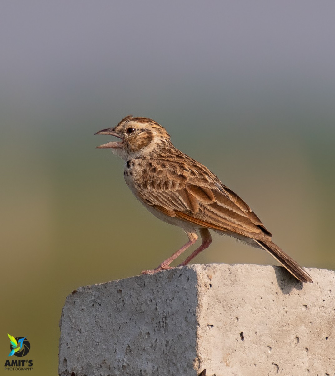 Indian Bushlark - ML245344861