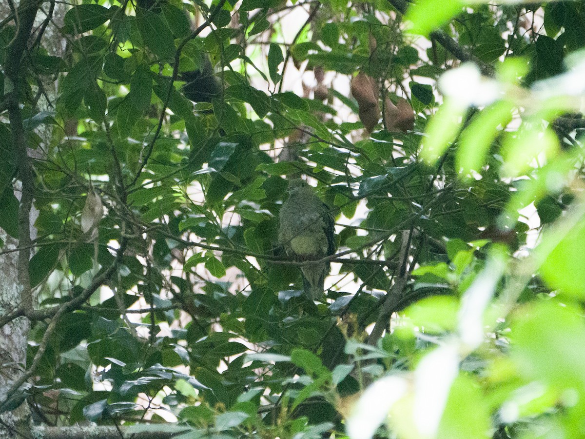 Superb Fruit-Dove - ML245345871