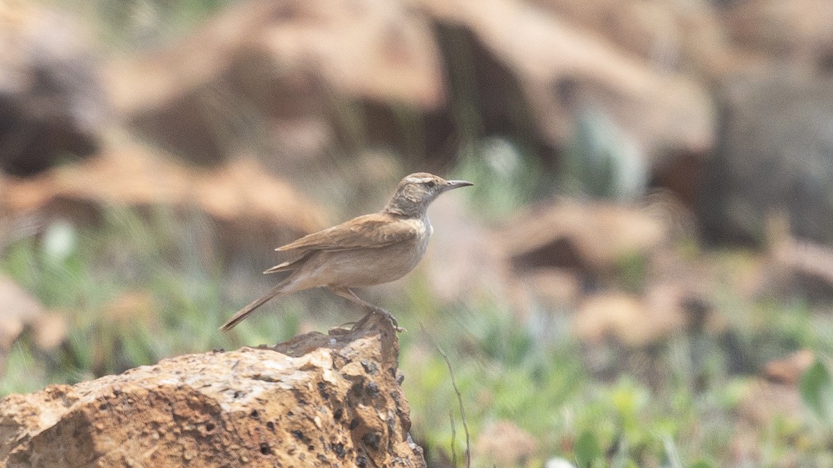 Transvaal Toygarı - ML245346431