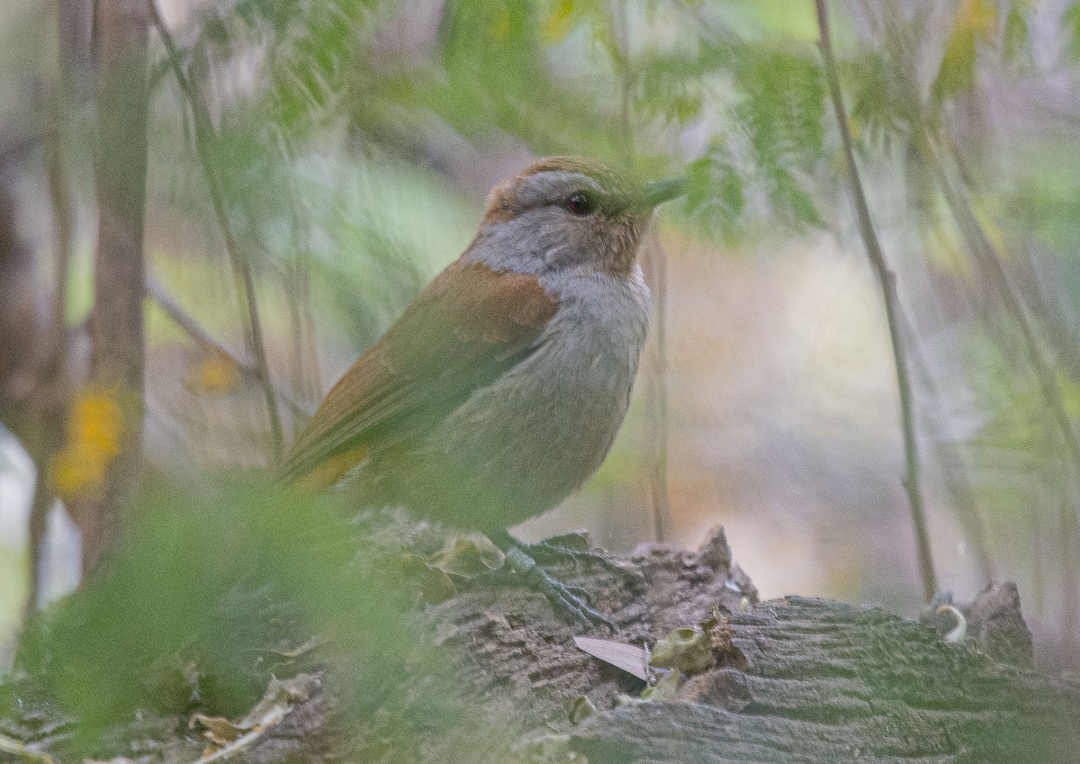 アカオアサナキヒタキ - ML245347181