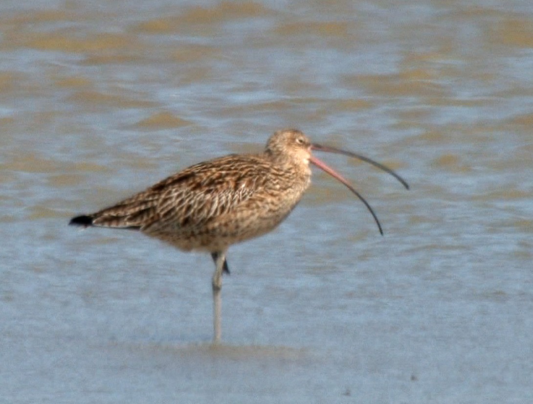 Isabellbrachvogel - ML24534971