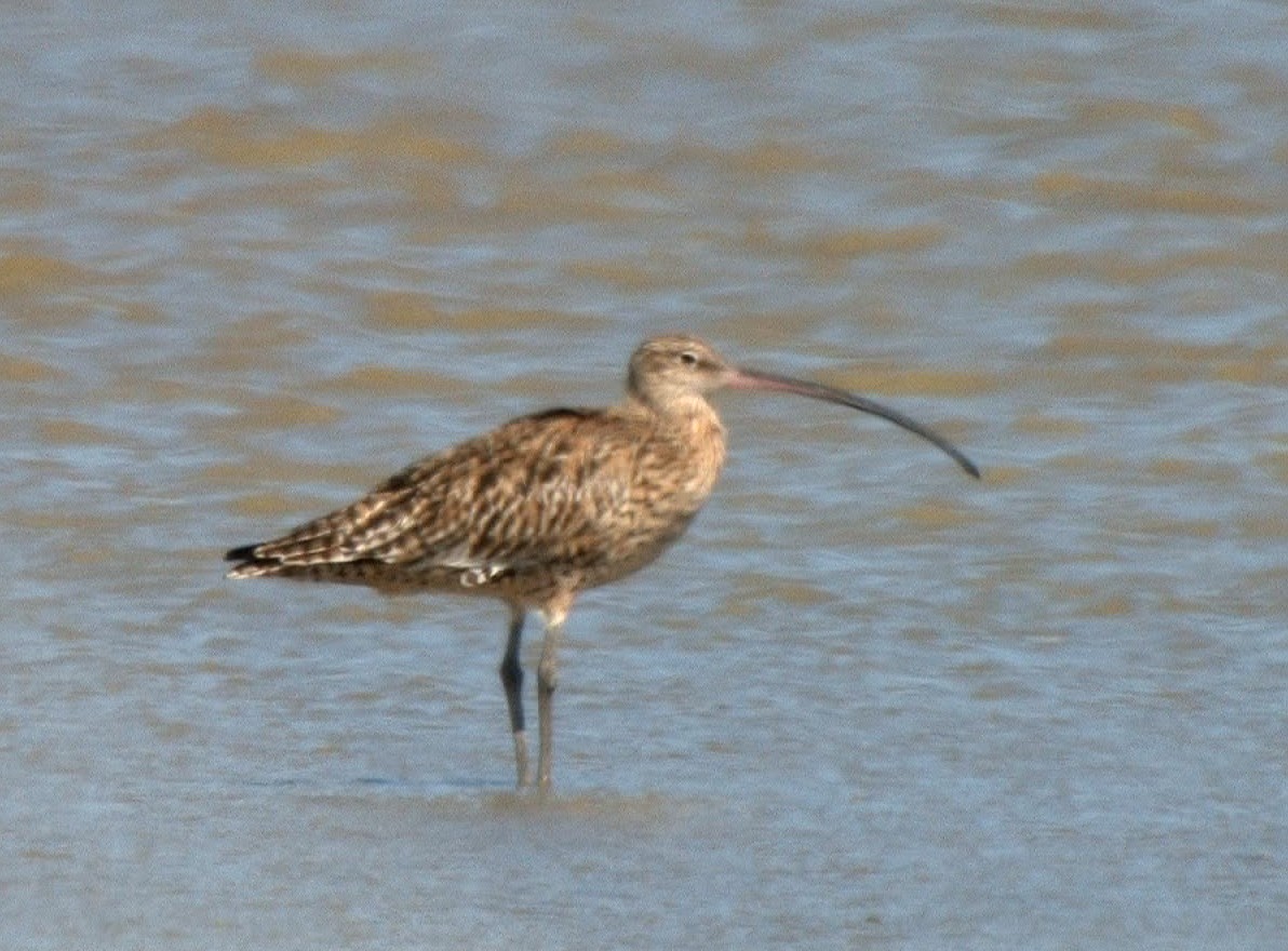 Isabellbrachvogel - ML24534981