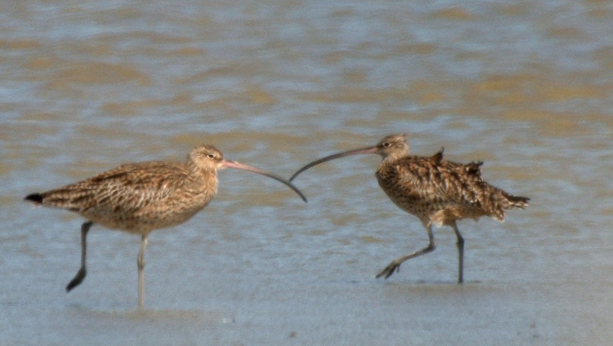 Isabellbrachvogel - ML24534991